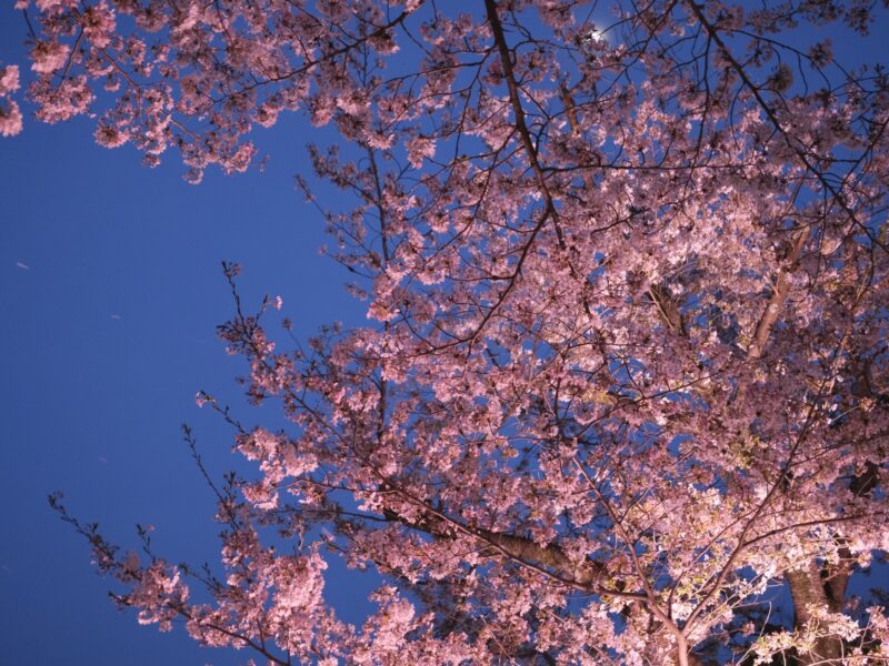 🌙🌸 夜桜ドライブ大阪4選